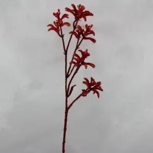 1. Kangaroo Paw 75cm Red/Orange thumbnail