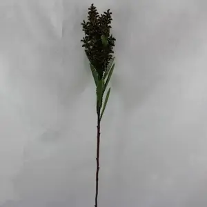 1. Celosia Spike Burgundy thumbnail
