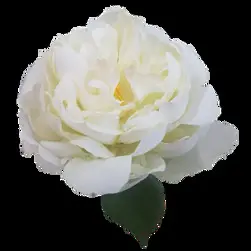 Short Stem Peony Flower 33cm White