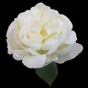 Short Stem Peony Flower 33cm White