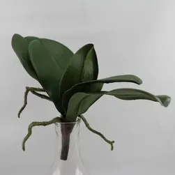 Phalaenopsis Orchid Leaves x 5 & Roots 24cm