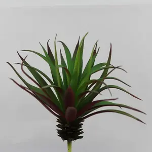 Marginata Pick Green/Burgundy 17cm