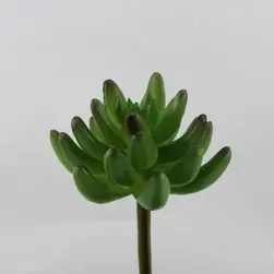 Pachyphyllum Pick 15cm