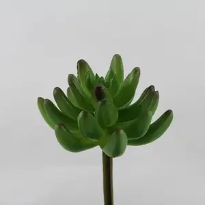 Pachyphyllum Pick 15cm