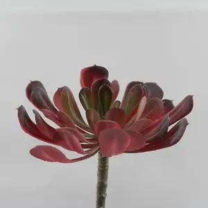 Echeveria Frosted Burgundy 15cm