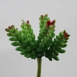 Small Sedum Cactus 13cm