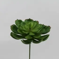 Mini Echeveria Green 12cm
