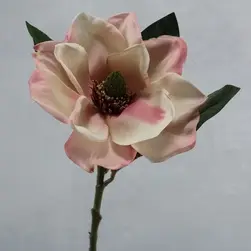 American Magnolia Antique Pink 74cm