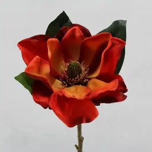 American Magnolia Orange 74cm