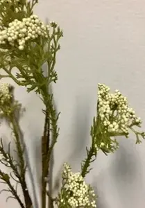 1. Wild Sago Spray 60cm thumbnail