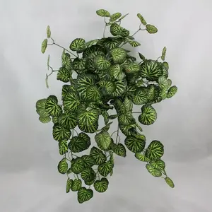 Saxifraga Hanging Bush 60cm