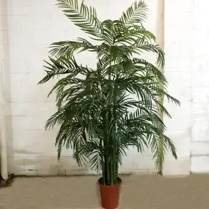Areca Palm 7.5ft