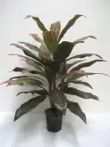 Cordyline Tree Green/Pink 105cm