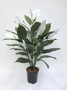 1. Spathiphyllum Peace Lily Plant 90cm thumbnail