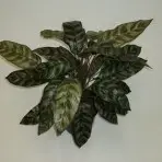 Maranta Peacock Plant  75cm