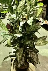 Silver King Plant 90cm