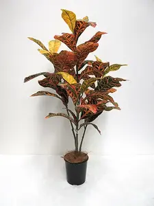 Croton Plant 4ft