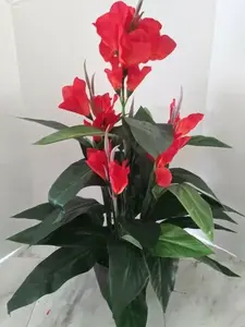 Canna Lily Plant with Red Flowers 4ft Unpotted