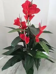 Canna Lily Plant with Red Flowers 4ft Unpotted