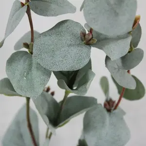 1. Eucalyptus Dollar Gum Leaf Spray 67cm thumbnail