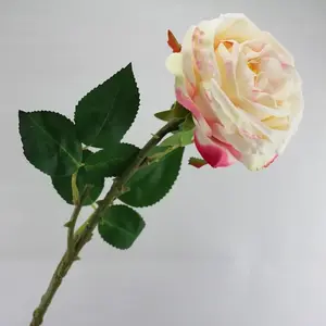1. David Austin Rose Soft Pink 50cm thumbnail