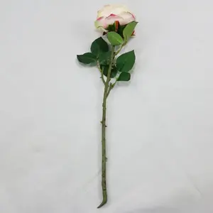 2. David Austin Rose Soft Pink 50cm thumbnail