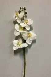 Small Phalaenopsis Orchid Cream 43cm