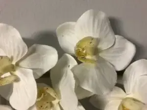 1. Small Phalaenopsis Orchid Cream 43cm thumbnail