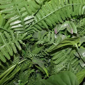 2. Artificial Living Wall Panel 100cm thumbnail