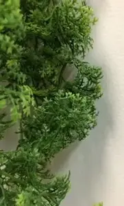 1. Small Moss Hanging Bush on Stem 26cm  thumbnail