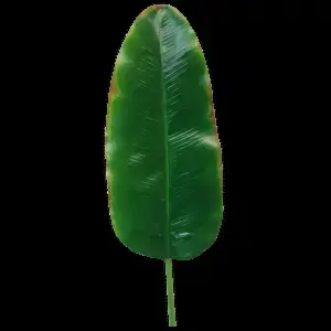 Banana Leaf 96cm