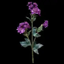 Astrantia Spray Violet 50cm
