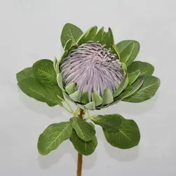 King Protea Flower 73cm Green