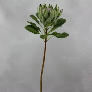1. King Protea Flower 73cm Green thumbnail