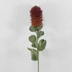 Small Banksia Praemorsa Burgundy 68cm