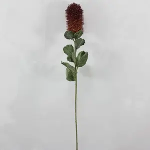 1. Small Banksia Praemorsa Burgundy 68cm thumbnail