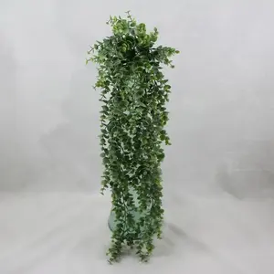 Eucalyptus Dollar Gum Hanging Bush 60cm 