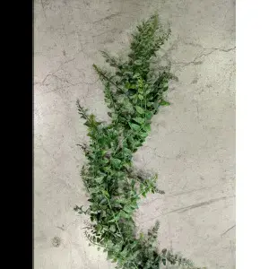 1. Baker Fern Vine Garland 6ft thumbnail