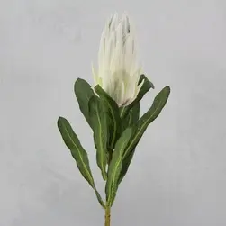 Protea 70cm Cream
