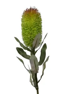 Medium Banksia Green 70cm Medium Banksia Green 70cm thumbnail