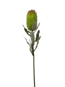 1. Medium Banksia Green 70cm thumbnail
