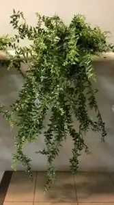 Bushy Bakers Fern Hanging Bush 94cm