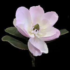 Single Large Magnolia 73cm Pink