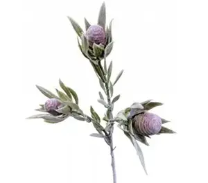 Short Protea Bud Spray 43cm Burgundy
