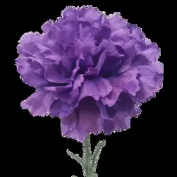 Single Carnation 61cm Purple