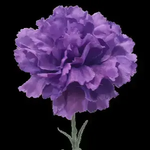 Single Carnation 61cm Purple