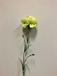Single Carnation 61cm Green