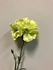 1. Single Carnation 61cm Green thumbnail