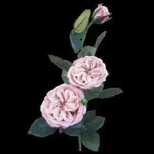 Tall Louis Rose Spray 75cm Antique Pink