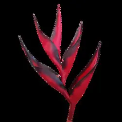 Large Heliconia 89cm Red